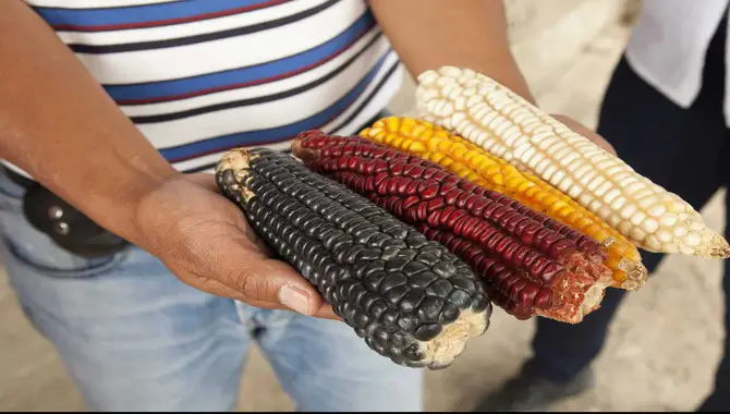 The Prevalence Of Corn In Mexican Cuisine