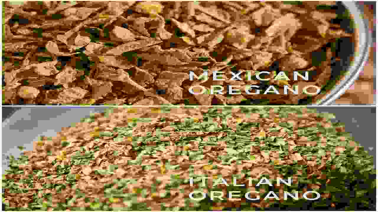 Mexican Oregano Vs Italian Oregano