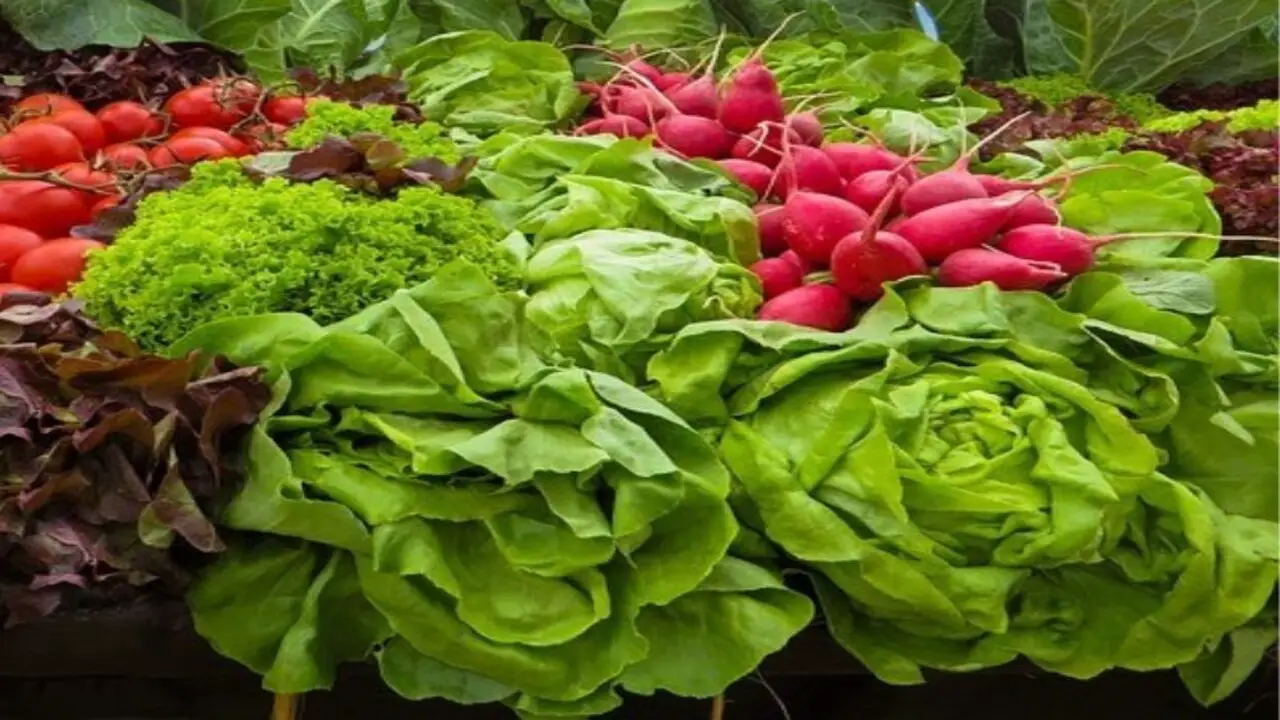 10 Fast-Growing Freshly Harvested Greens And Leafy Vegetables