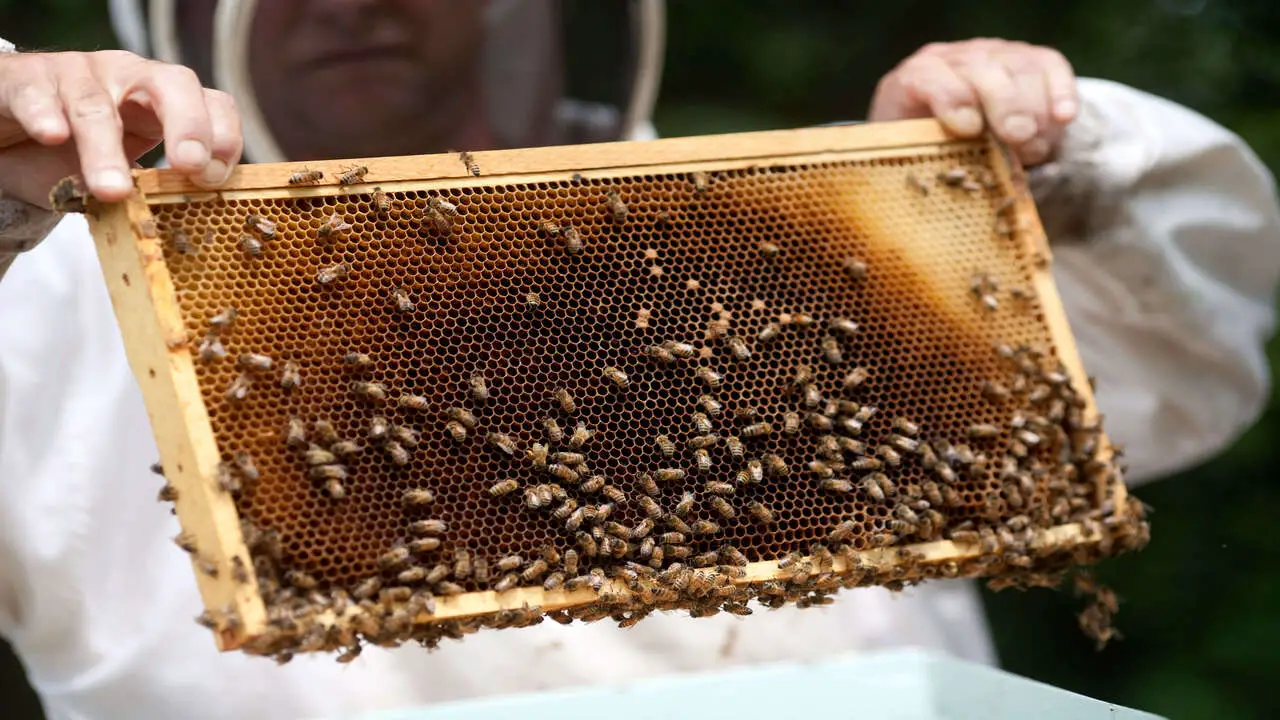9 Tips For Freshly Harvested Honey And Beekeeping