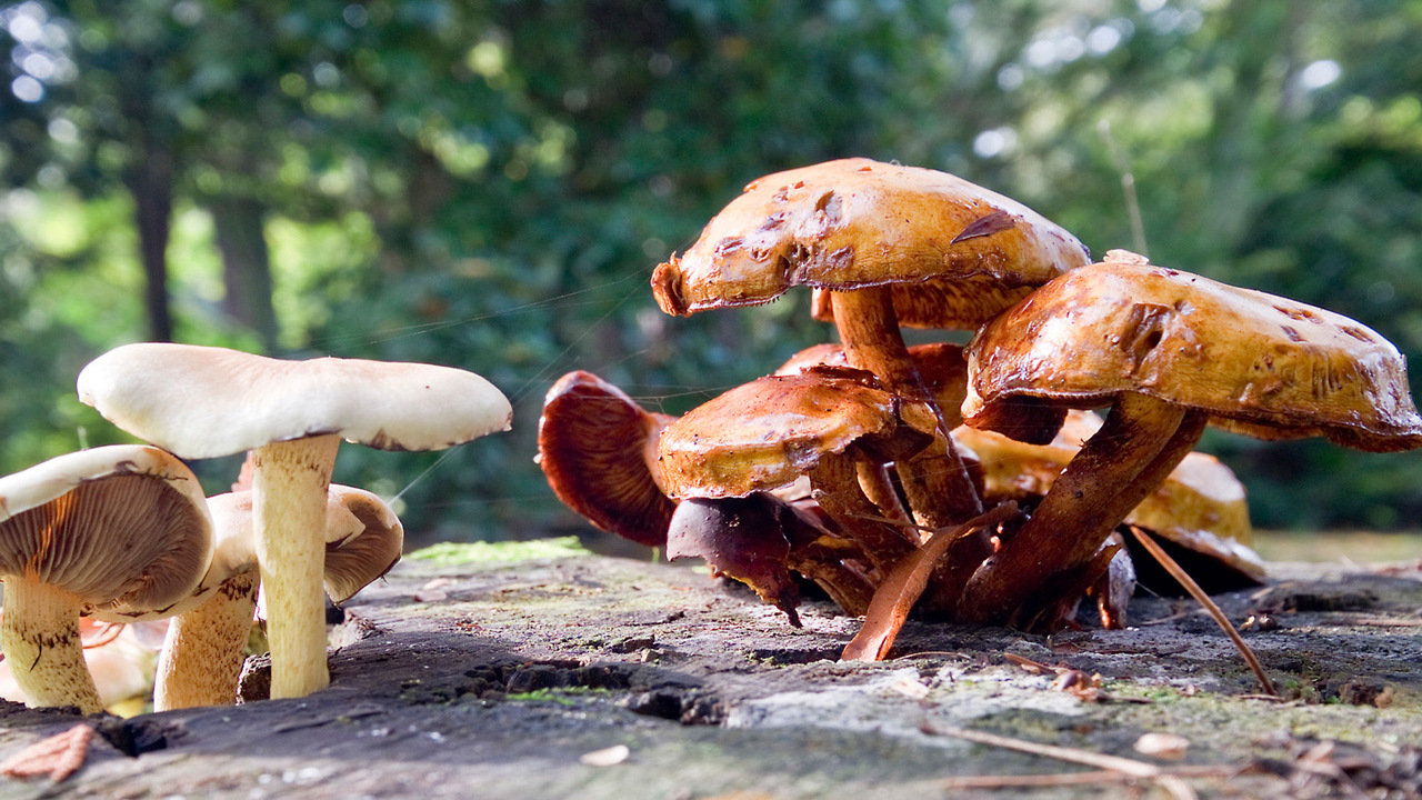 Basic Mushroom Identification Techniques