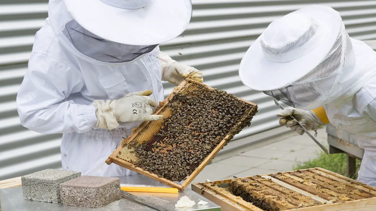 Beekeeping Tips For Success