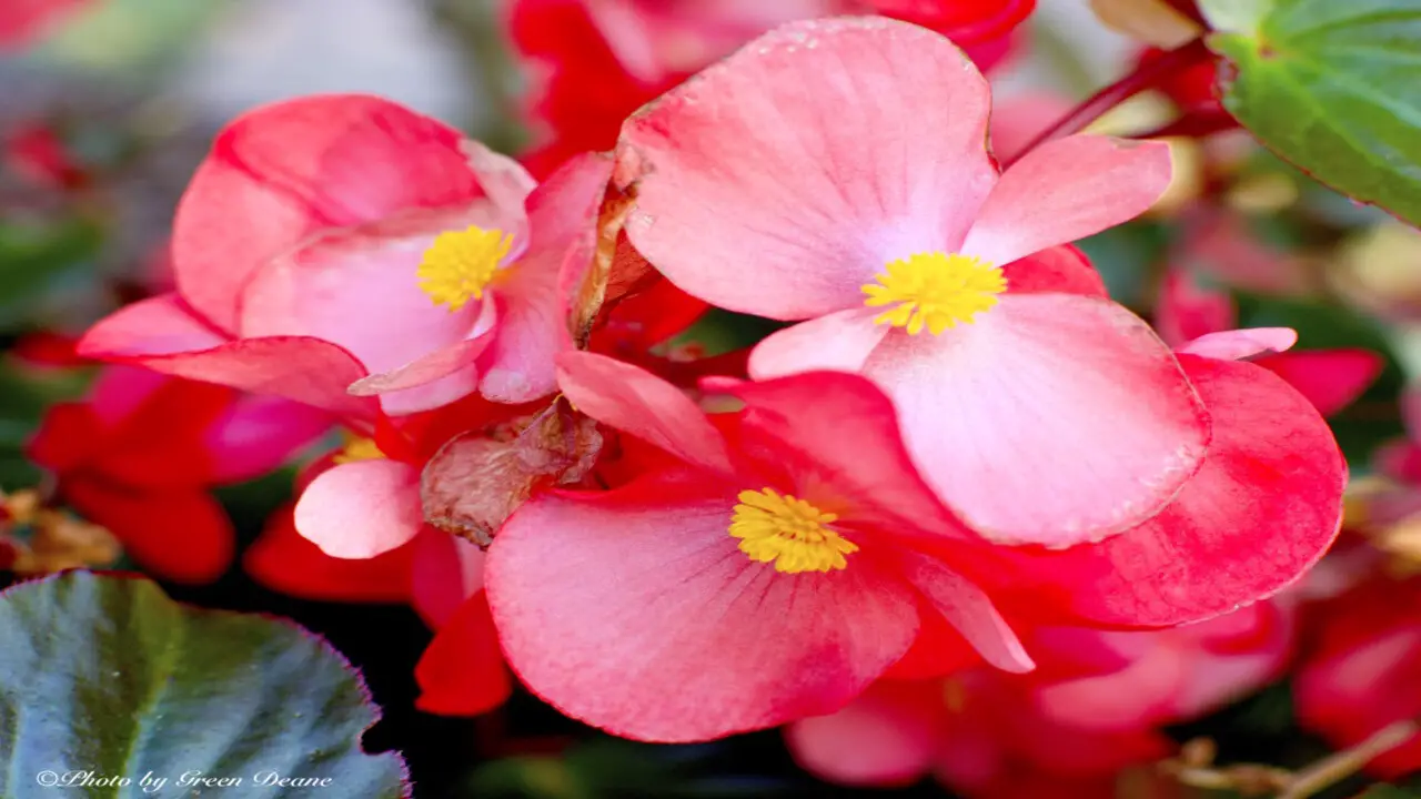 Begonia Petals