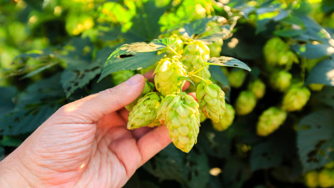 Choosing The Hops