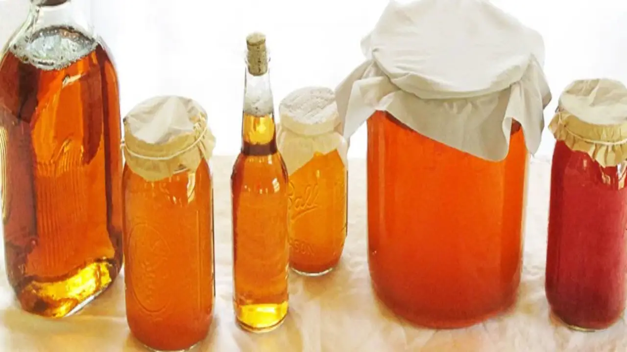 Choosing The Right SCOBY For Kombucha