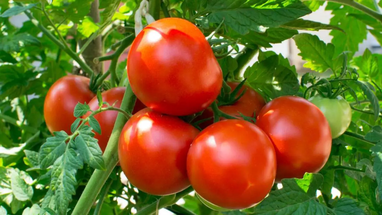 Choosing The Right Tomatoes