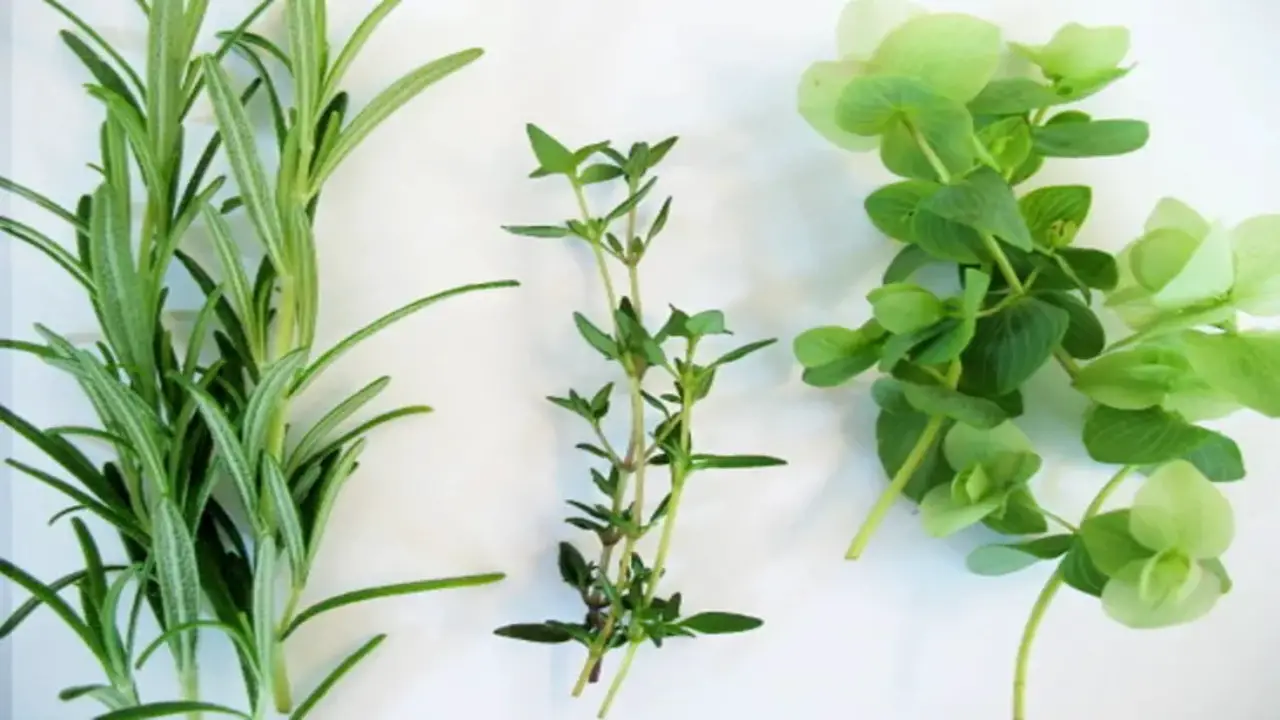 Fresh Herb Pairings In Elevating Your Cooking Game