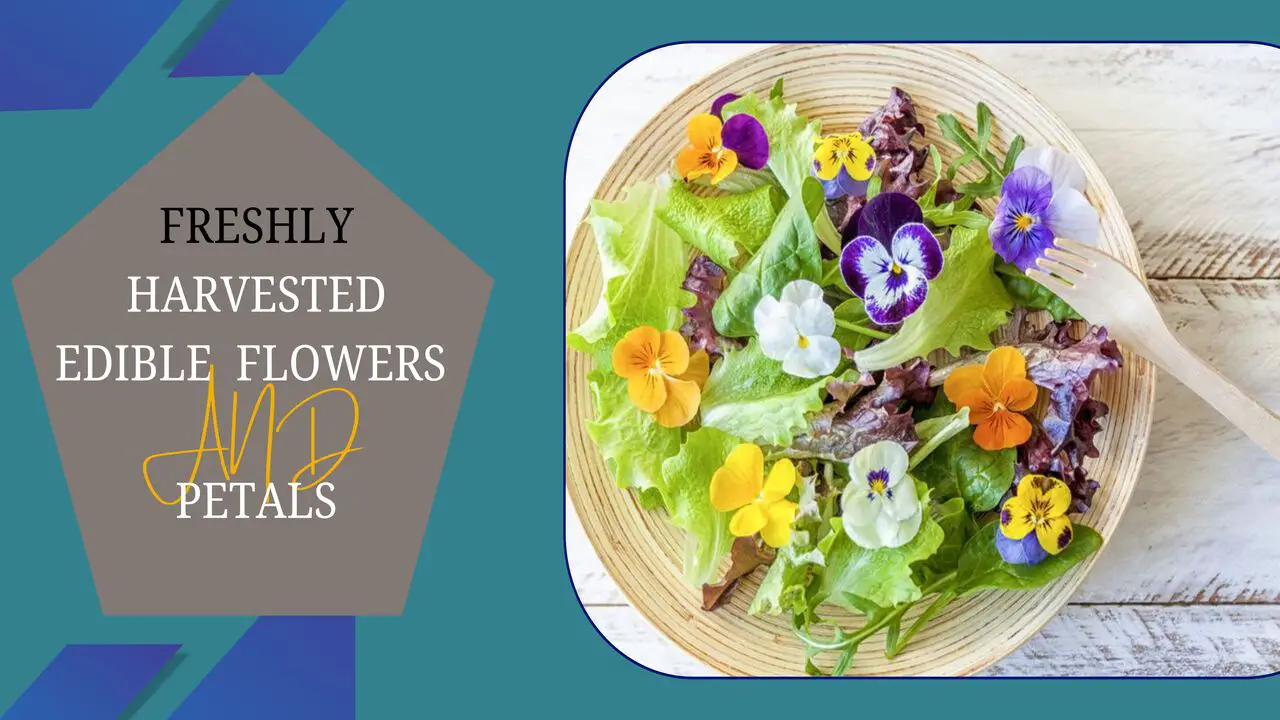 Freshly Harvested Edible Flowers And Petals