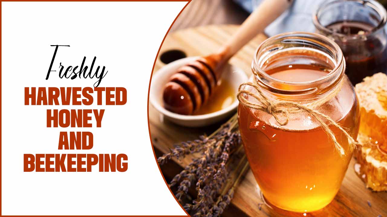 Freshly Harvested Honey And Beekeeping Tips For Success