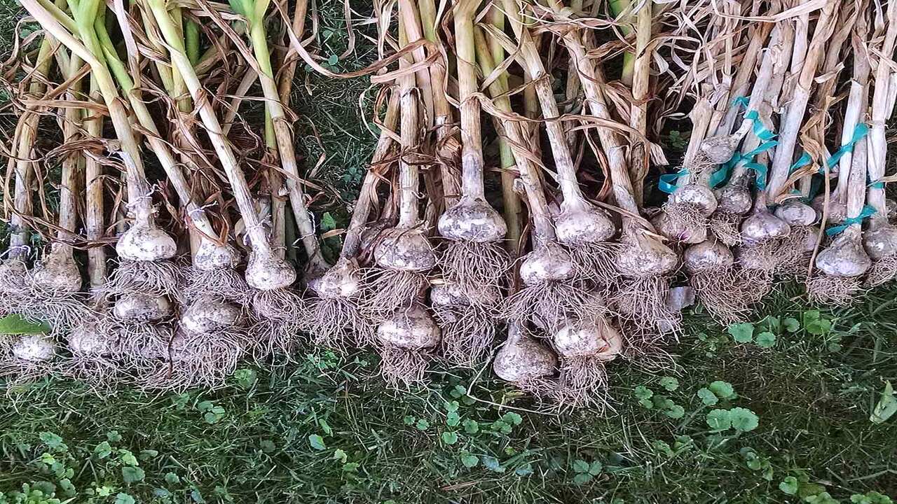 Full Process Of Store Freshly Harvested Garlic And Aromatic Ingredients