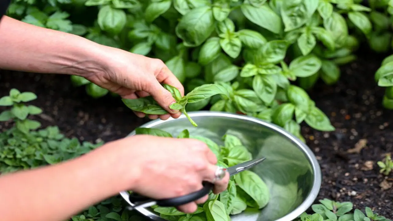 How To Master The Art Of Garden-To-Plate Cooking Tips