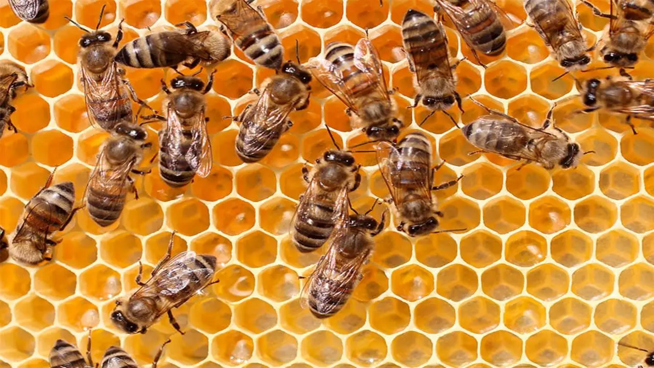 Monitor Your Bee Population Regularly