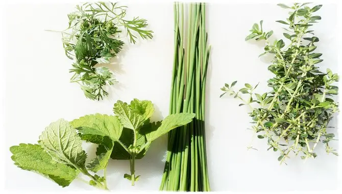 Pairing Herbs With Dairy