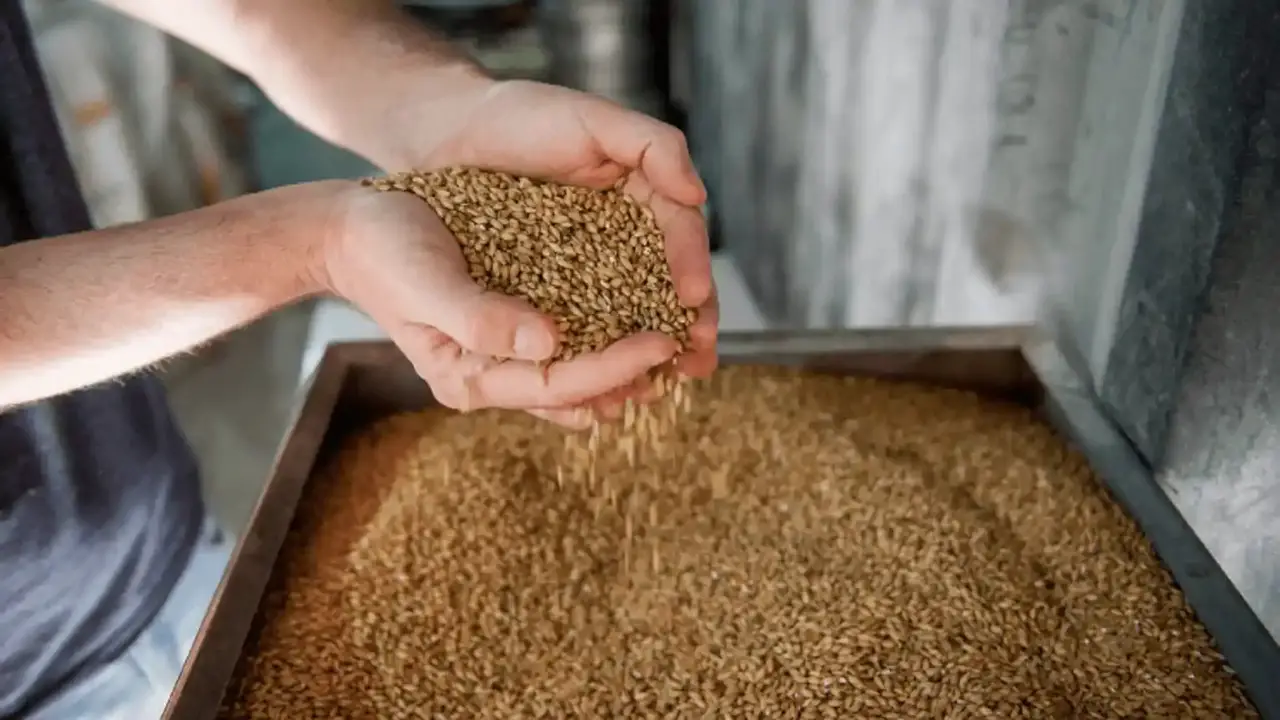 Selecting The Right Wheat Malt And Yeast