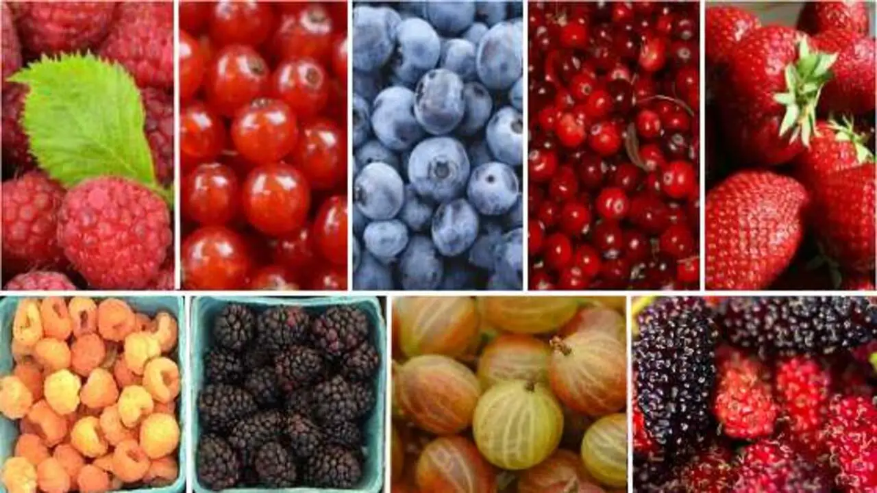 Types Of Freshly Picked Berries