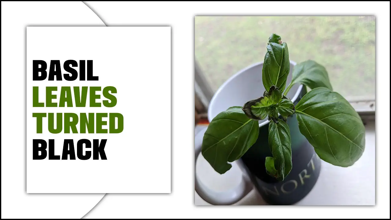 Basil Leaves Turned Black? Here’s What You Need To Know
