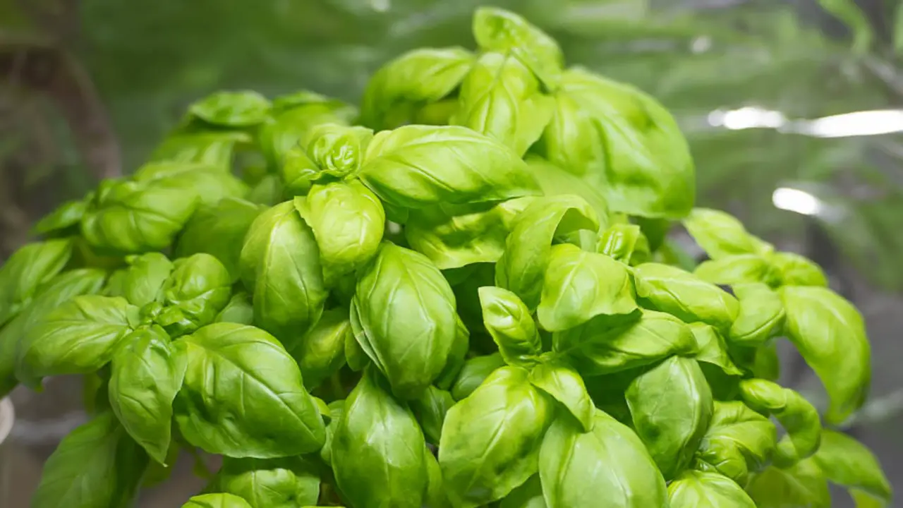Fungal Diseases And Pathogens That Affect Basil Plants