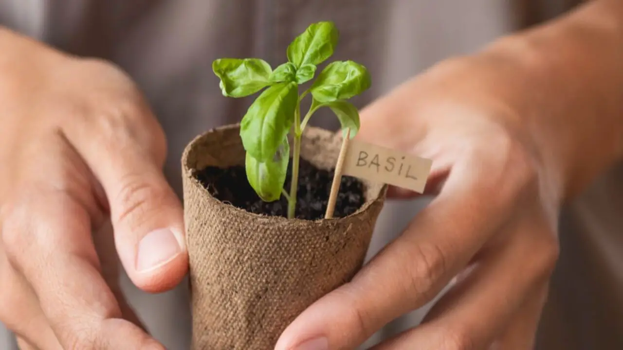Maintaining Proper Soil Fertility For Healthy Basil Growth