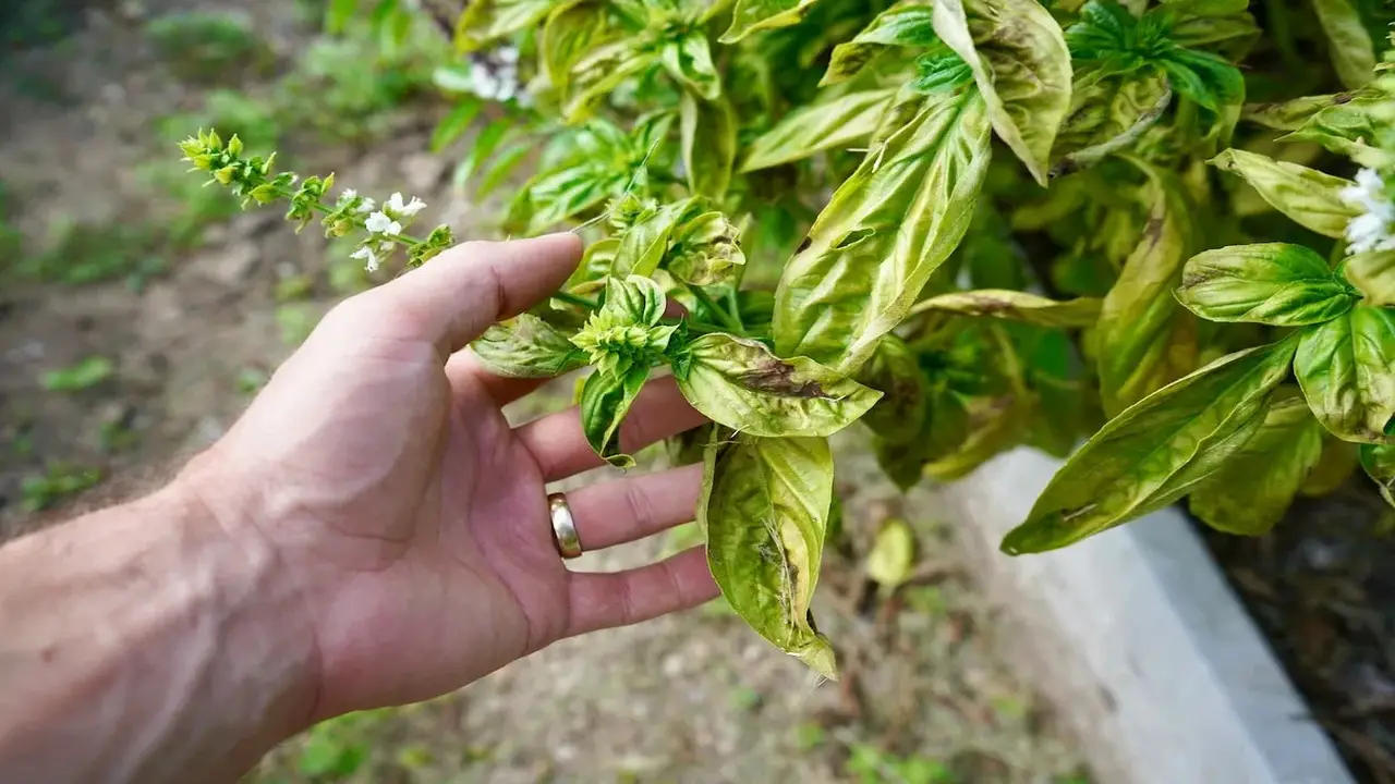 Overwatering And Poor Drainage A Causes Of Blackened Basil Leaves