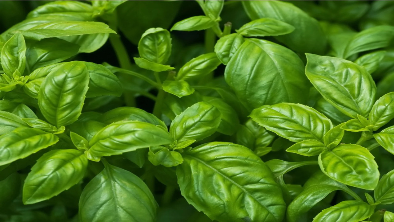 Tips For Preventing Blackened Basil Leaves