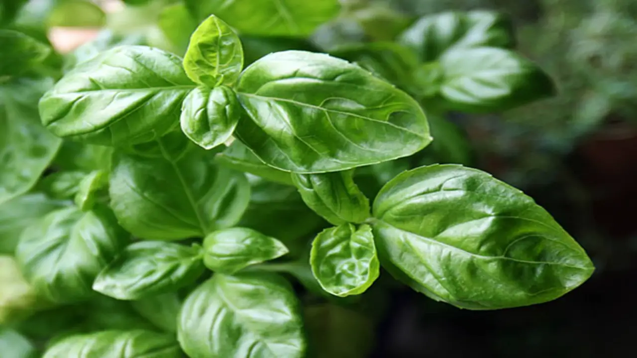 What Is The Process For Making 1 2 Cup Fresh Basil To Dried